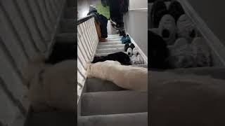 Dogs play🤗 em Stair Wars funny dog viral [upl. by Eiten]