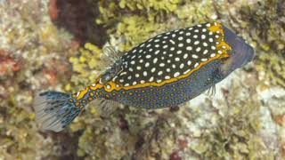 Facts About Boxfish [upl. by Nohsauq]