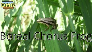 Boreal Chorus Frog Calls Iowa DNR [upl. by Kelton743]