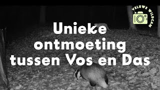 Unieke Ontmoeting Vastgelegd Das en Vos kruisen elkaar op de Veluwe  Wildcam [upl. by Trebleda]