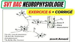 SVT Bac Neurophysiologie Synapse neuroneuronique et plaque motrice Exercice 6  Corrigé [upl. by Notsua943]