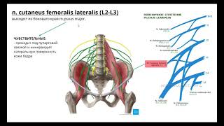 Поясничное сплетение Plexus lumbalis [upl. by Nnyleve]