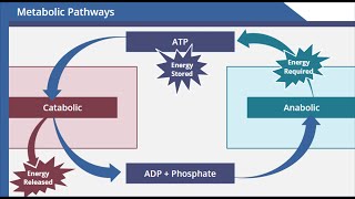 Metabolic Pathways [upl. by Nnaillek]