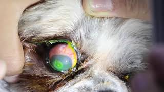 Keratitis in dogs [upl. by Notnef]