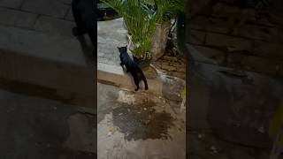 Homeless black cat walking at night cat cute cutestreetcatsviralshorts shorts [upl. by Bonina]