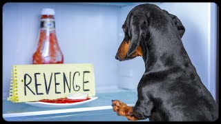 Revenge Dish Served Cold Cute amp funny dachshund dog video [upl. by Loesceke]