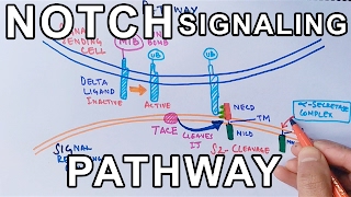 Mechanism of NOTCH SIGNALING PATHWAY [upl. by Lanita]