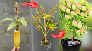 Summary of 3 simple ways to grow fruit trees with branches super effective [upl. by Elyrad]