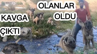 BU KANGALLAR DURDURULAMAZKÖPEKLERİYLE YİNE ŞOK ETKİSİ YARATTILARKOYUNLAR SATILDI KÖPEKLER KALDI [upl. by Anaehr]