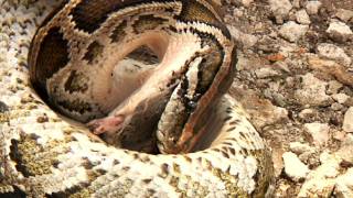 Python eats Rat 05 Time Lapse Speed 02 [upl. by Llenad]