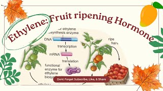 Ethylene Fruit Ripening Plant Hormone [upl. by Aiuqenehs664]