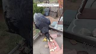 This family rescued a crow that had fallen into the river and then animalshorts crow [upl. by Inajna515]