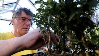 Winter Pruning My Boxwoods The Bonsai Zone Jan 2023 [upl. by Kellia]