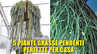 5 Piante Grasse Pendenti Perfette per la Casa [upl. by Soilissav]