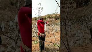 Pulling branches with bags of clinker process [upl. by Nnahgem]