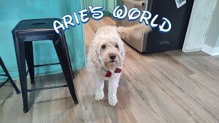 Aries World is live Happy Wednesday come hang out with Arie Bear and family 72424 [upl. by Farwell]