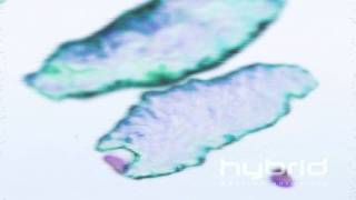 Macrophages engulfing pathogens Hybrid Medical Animation HD [upl. by Assetnoc]