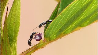 Ants Feeding On The Extrafloral Nectary Of A Partridge Pea Plant [upl. by Laubin]