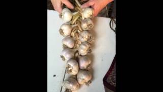 Garlic braiding [upl. by Vyse]