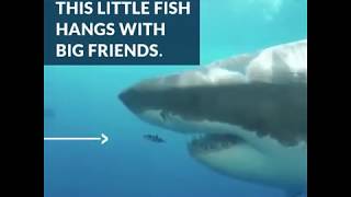 Pilot Fish amp Great White Shark Are BFFs  Azula [upl. by Disharoon360]