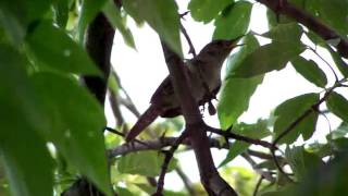 Female Wren singing [upl. by Alasdair]