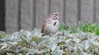 Courtship Song of Song Sparrow California [upl. by Caritta]