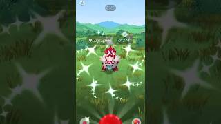 Shiny Galarian Zigzagoon In Pokemon Go pokemon shinypokemon shinyhunting pokemongo zigzagoon [upl. by Atinram]