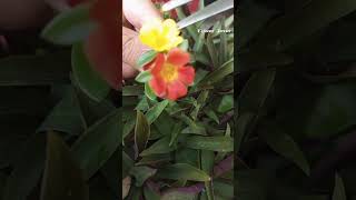 cross pollination purslane flowers 💛🧡shortvideo garden [upl. by Ylicec]