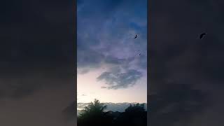 Birds flying on slowmo Evening time shorts [upl. by Artemisia]