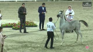 N 84 GHAITH ALFAWAZ ERAB Arabian Horse International Show 2024 Colt Foals Class 2B [upl. by Hartill]