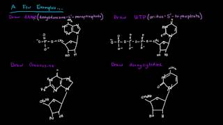 Naming Nucleotides and Nucleosides [upl. by Dianne389]