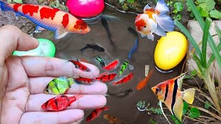 Find Colorful Ornamental fish Goldfish betta fish Catfish lobster koi fish animals Videos [upl. by Tewell]