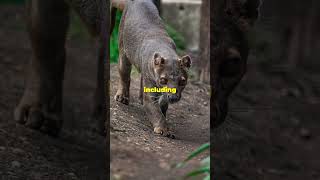 The Fossa animals animallover facts fossa madagascar madagascarwildlife youtubeshorts [upl. by Llenrahc]