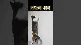 엉뚱한 고양이 쇼츠 고양이일상 고양이집사 귀여운고양이 냥이 야옹 cat shorts shortsfeed shortvideo [upl. by Greer]