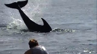 Angry dolphin caught attacking people [upl. by Adnawt]