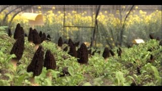 ABE  La production de morilles chinoises [upl. by Nonnah]