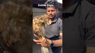 Eagle Electrocuted By Electric Powerline  Treatment Of Eagle 🦅 [upl. by Ettigdirb111]