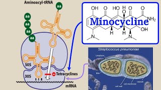 minocycline [upl. by Neirad]