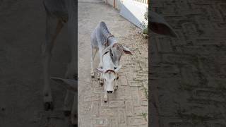 cow cows cowslover lordkrishna sanatandharma hindu viralvideo treding shorts [upl. by Malva583]