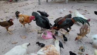 Chicken eating rice with eachother so hayand yummy animals chicken ducks [upl. by Marianna]