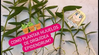 ✅COMO PLANTAR HIJUELOS DE ORQUíDEA EPIDENDRUM⁉️🪴🙋🏻‍♀️ [upl. by Nader]