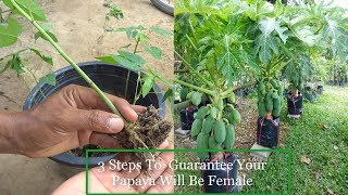 3 Steps To Guarantee Your Papaya Will Be Female l Agrieducation [upl. by Baudoin]