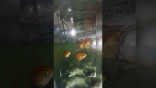 aquarium fighgoldenfish gouramifish mollyfish snailfish [upl. by Guadalupe343]