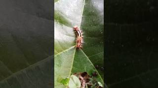 Life cycle of butterfly Caterpillars are part of life cycle of butterfly insect butterflynature [upl. by Rockafellow]