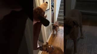 CUTE BOXER DOGS DONT KNOW WHAT TO DO WITH GIANT TOY [upl. by Cornela]