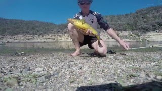 Murray Cod tries to eat Yellowbelly in the Gorges [upl. by Waldos]