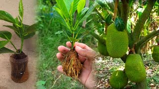 How to grow jackfruit from cutting in coconut shell effectively [upl. by Devlin]