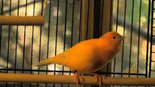 singing canary [upl. by Harvard]