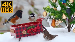 Cat TV for Cats to Watch 😻 Squirrel SingsBirds in Christmas Wonderland 🐿️ 8 Hours 4K HDR [upl. by Jeffry]