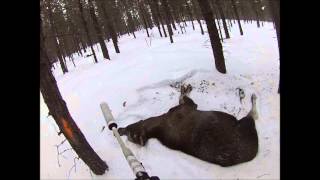 Moose hunting in Norway [upl. by Aciraj]